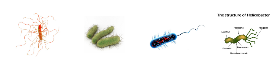 微生物介�l? /><br />
</span> 
</p>
<p>
	<span style=